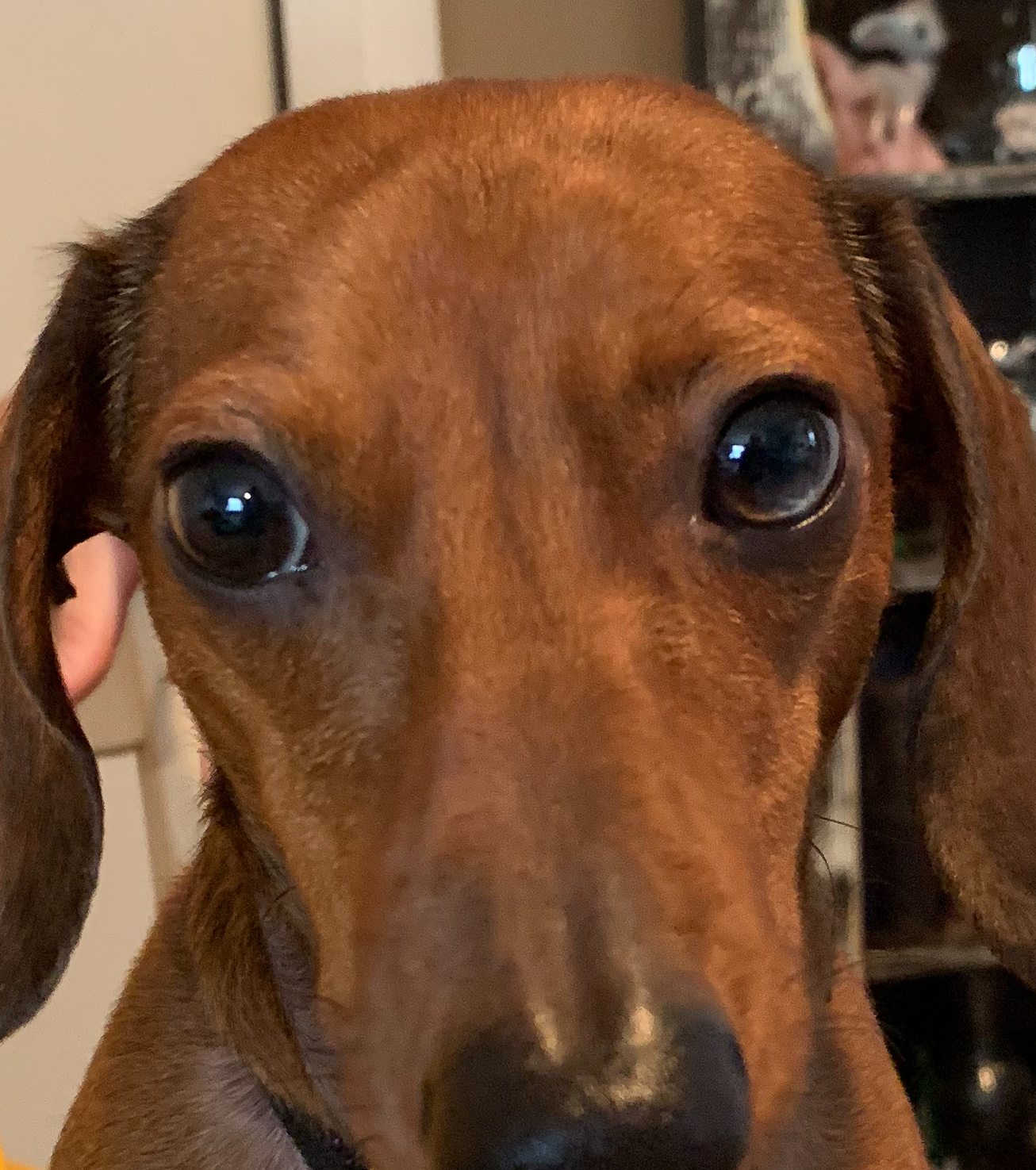 Soulful eyes of a spoiled rotten miniature dachshund would melt anyone's heart.