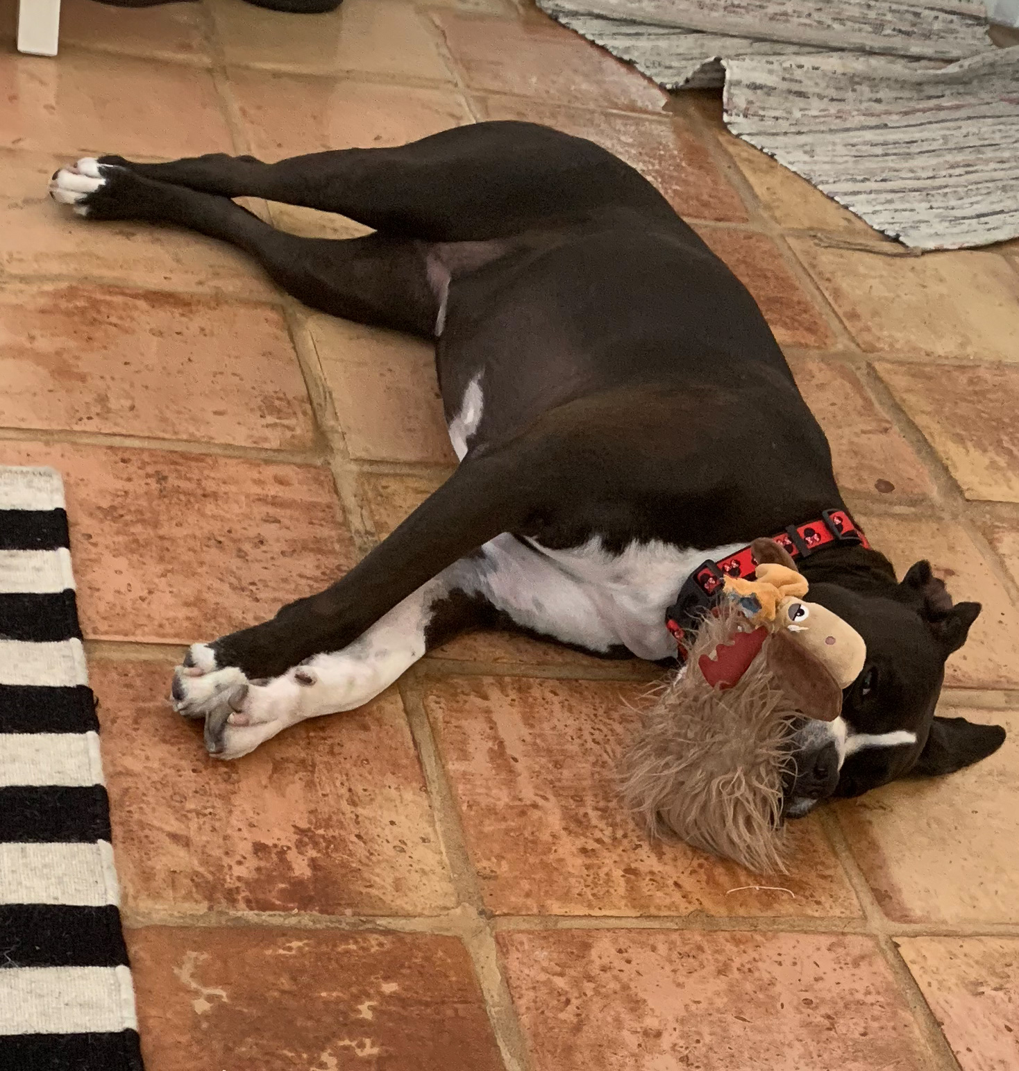 Boxer dog with fuzzy toy in her mouth lays flat on her side to play after her house call acupuncture.