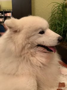Samoyed feel like big fluffballs with a thick dense undercoat to survive cold winters.