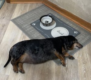 short-haired dachshund sleeps on her food mat and waits for dinner