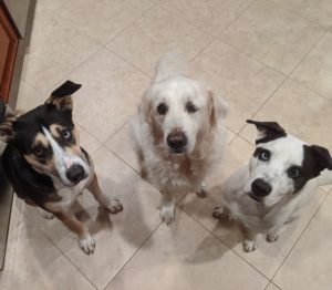 Cream Golden Retriever and Husky mix twins wait for their home-cooked dinner