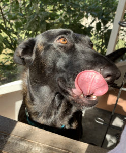 Brindle Dutch Shepherd wiggles her butt and her tongue licks her whole nose in anticipation of fresh cooked breakfast.