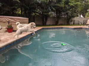 Golden Retriever Puppy dives into his pool in sunny FLorida, USA