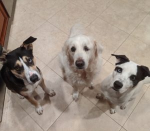 My 3 neighbor dogs sit in a semi lunar pattern and wait for birthday cake.