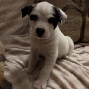 8-week old siberian husky mixed-breed puppy charmer.