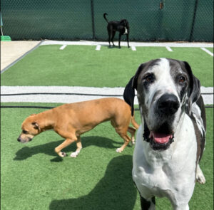 Gigantic Great Dane Tucker notices the camera while other dog friends dniff around.