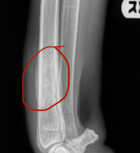 This XRay of a Great Dane’s from leg just above the ankle shows bone abnormality where the leg feels tender and warm.