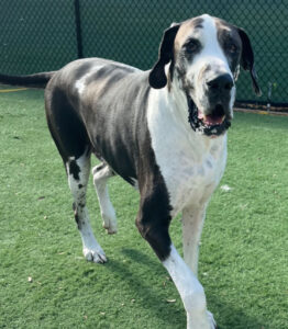 Tucker in action at the doggy day care making full use of his beautiful legs without amputation surgery.