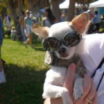 White long-haired Chihuahua wears green and brown military "camo" goggles!
