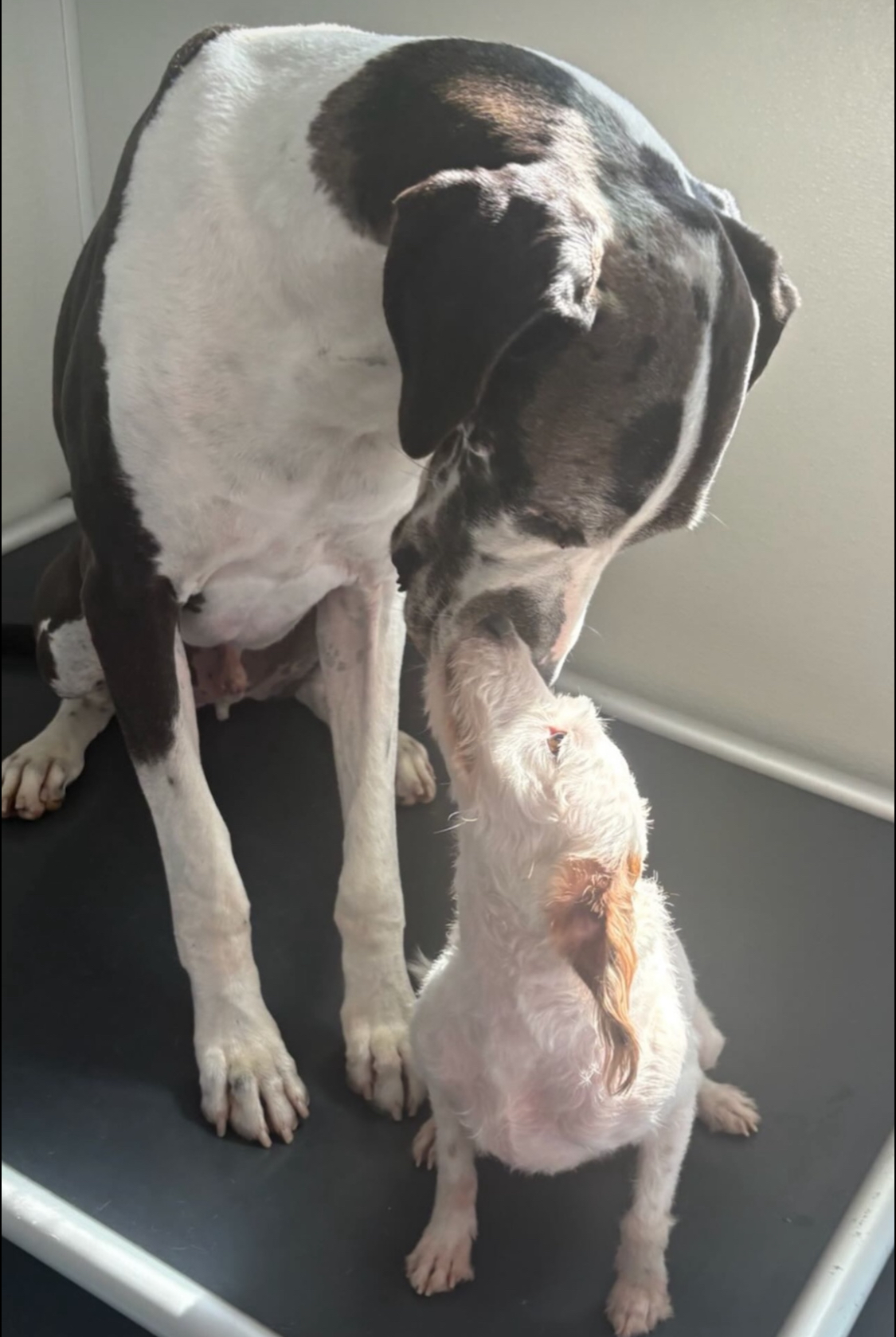 Sitting Tucker reaches down as his scrufgfy doggy friend raises her nose to his in a touching moment of friendship at doggy day care.