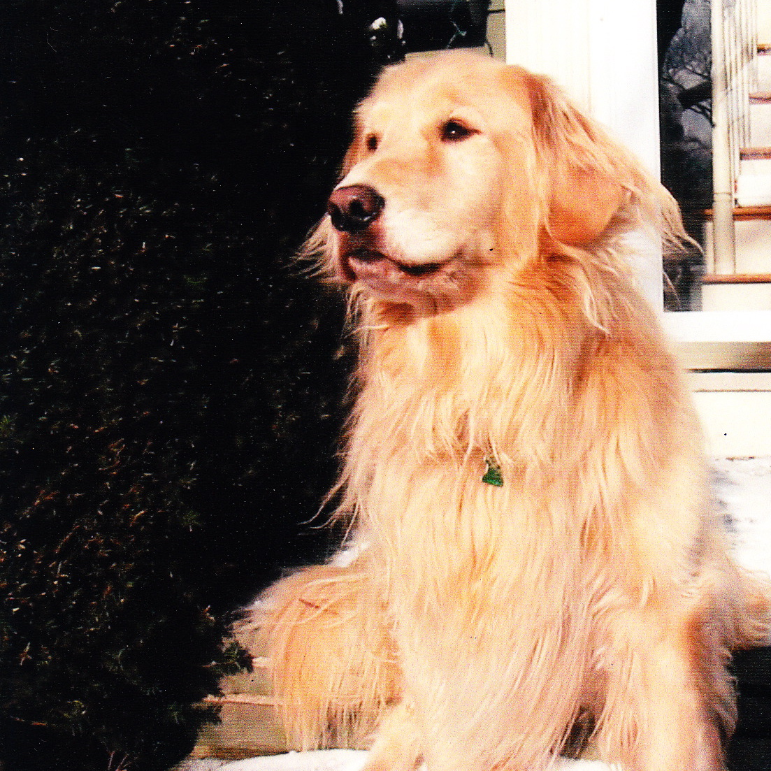 Maddie the Golden Retriever Waits for Her Housecall Visit
