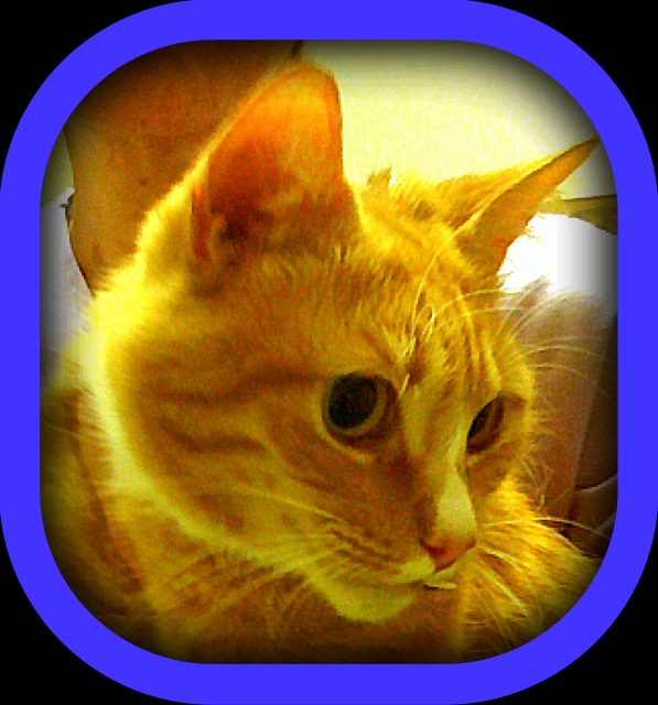 Old Red Tabby Cat Needs Dental Surgery