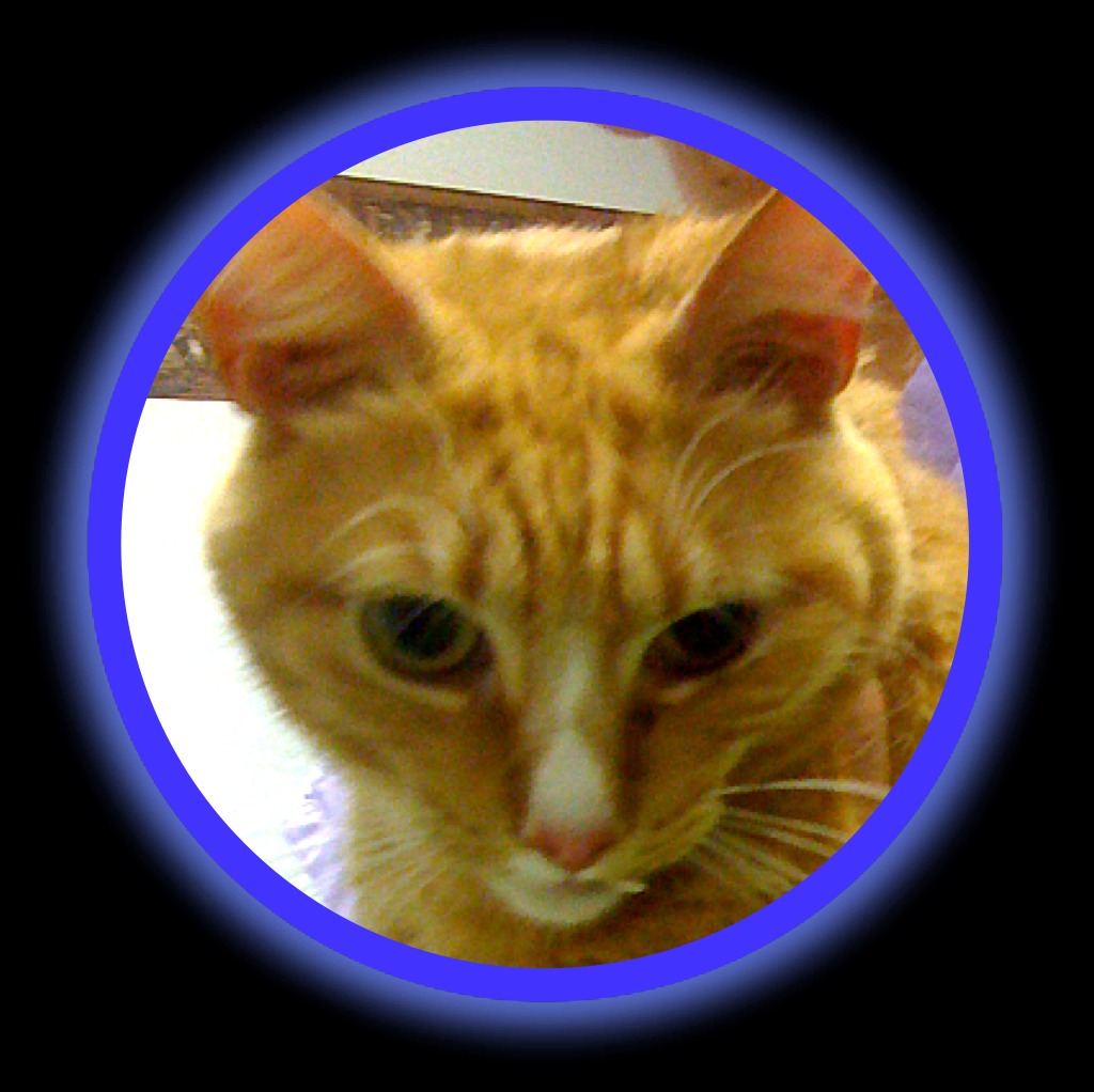 Simon the Red tabby kitty