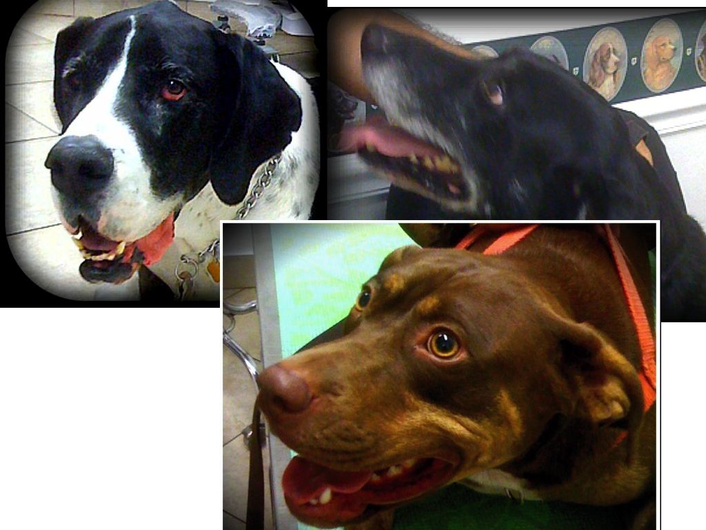 great dane apbt and lab