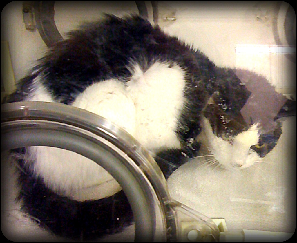 painful abdomen, hunched up position in a cat