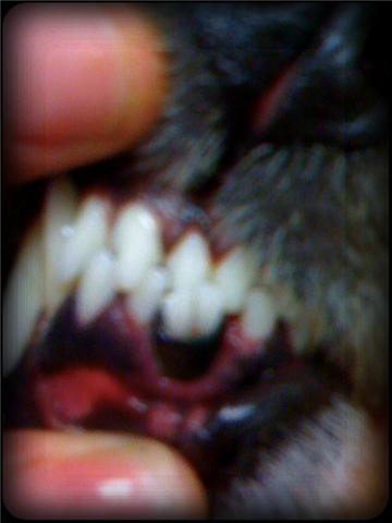 dog incisors crossbite crooked teeth