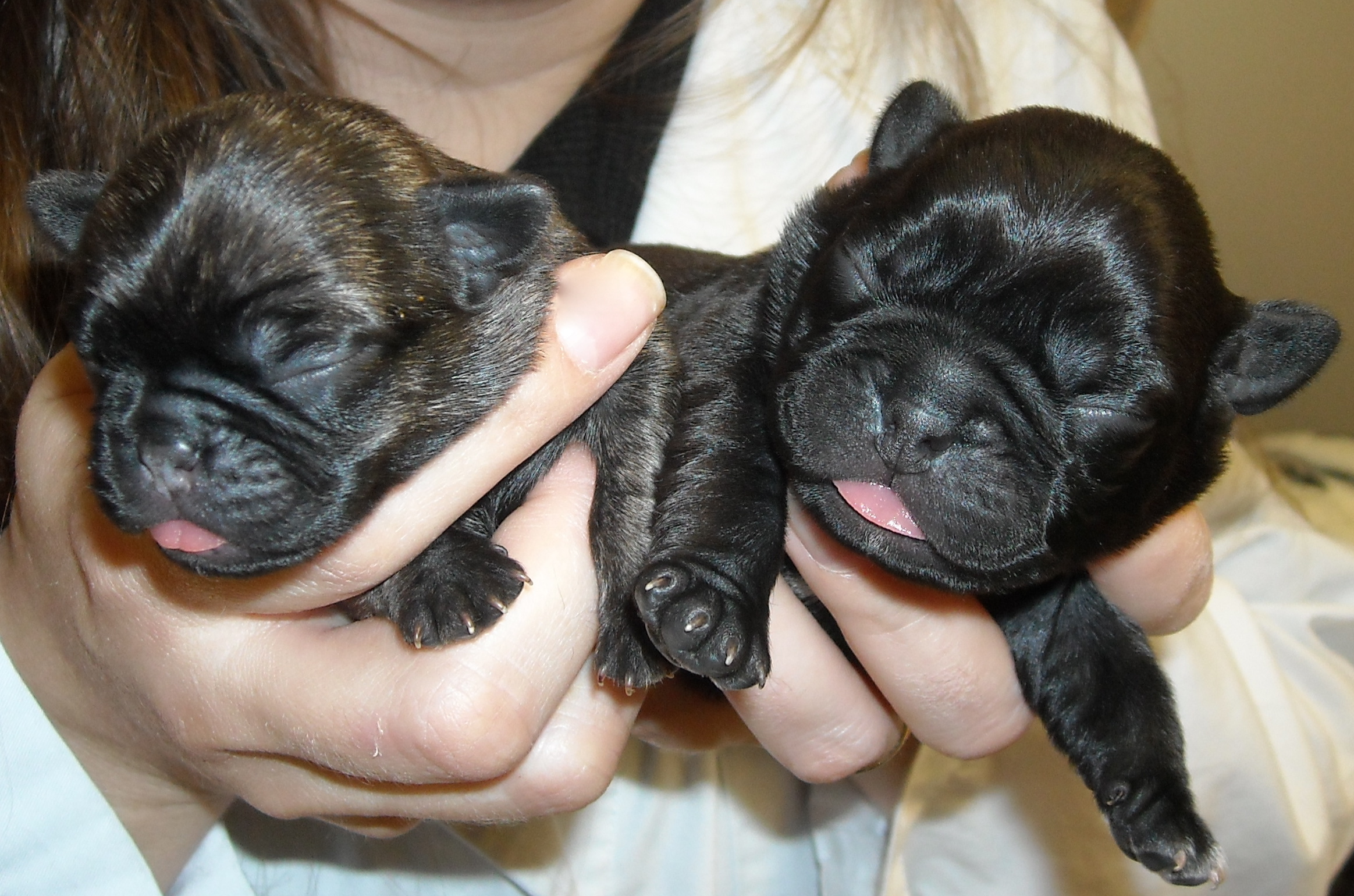 One Day Old Puppies Bug Puppies