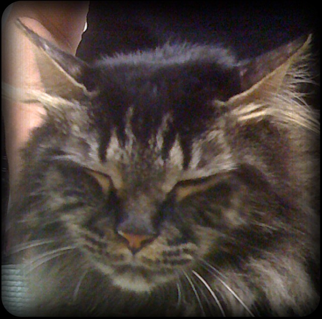 Liz the allergic domestic long hair cat ignores her veterinarian