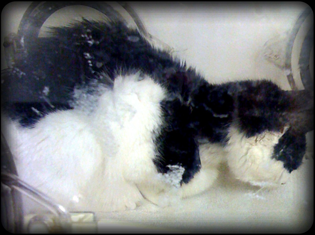 Nose down, fur ruffled, back arched, this is how to tell a cat is in pain