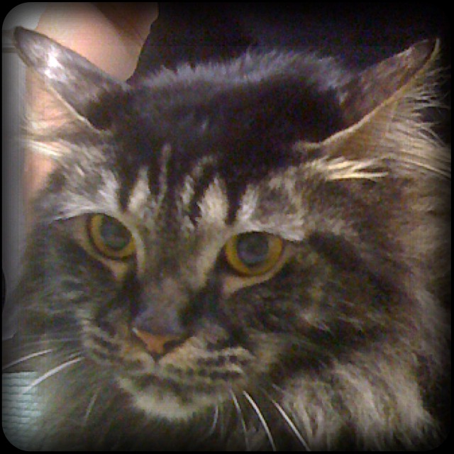 Beautiful Domestic Long Hair Cat Dissapproves of her Veterinarian