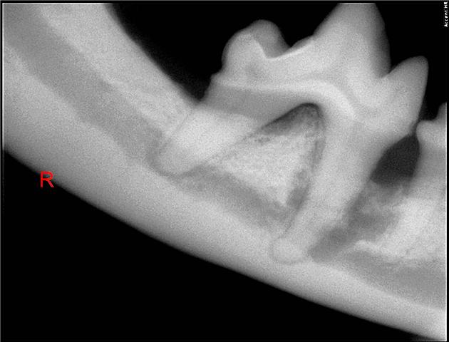 dog tooth root abscess
