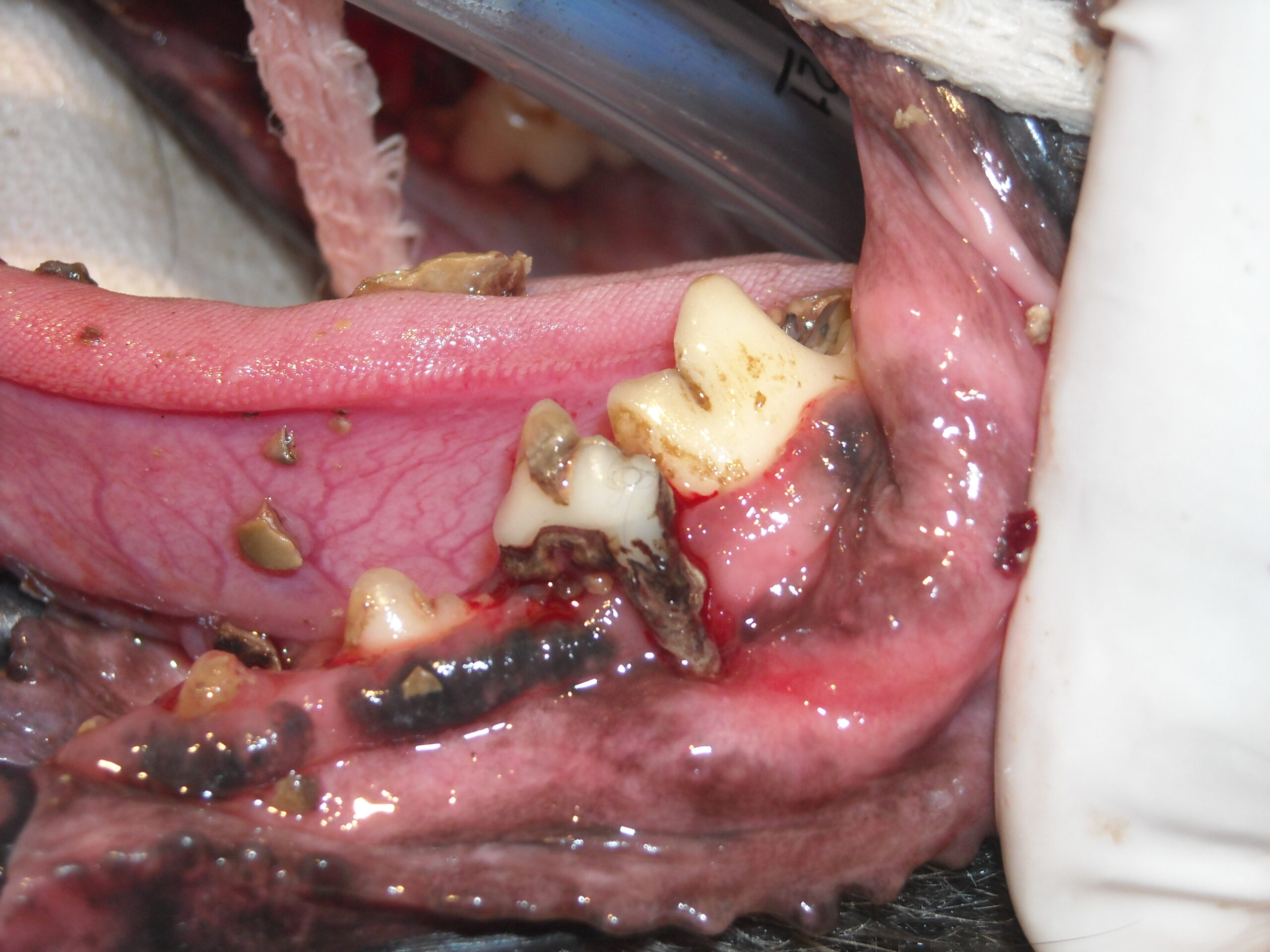 dog dental disease