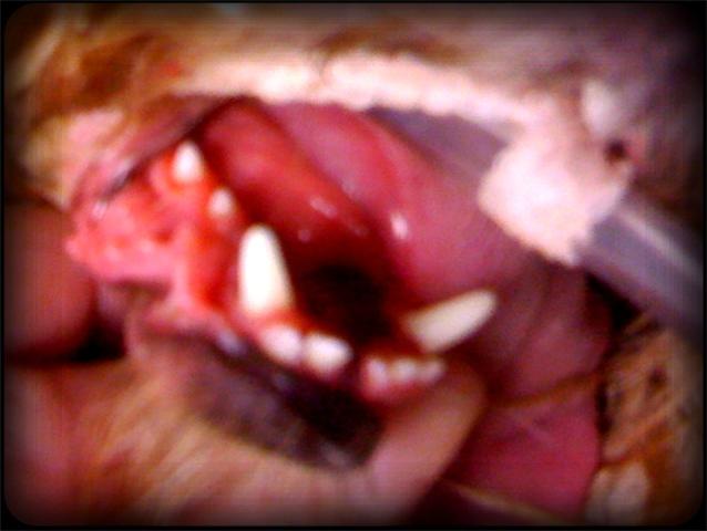 A Little Gap Between This Yorkie's Middle Bottom Incisors Doesn't Seem So Bad