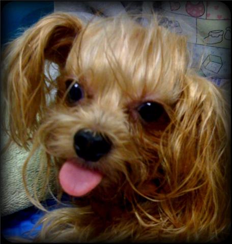 Gigi sticks her wide, pink tongue out at the Doc in post-op recovery!