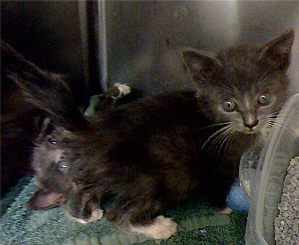 kitten goes to play in the litter box after her first bath