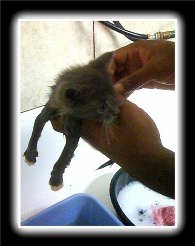 kitten looks for an escape from her first bath