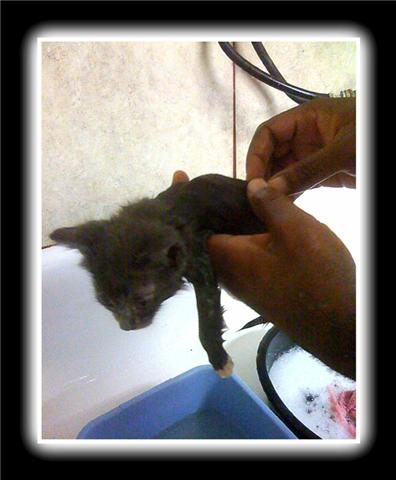 kitten gets her first bath