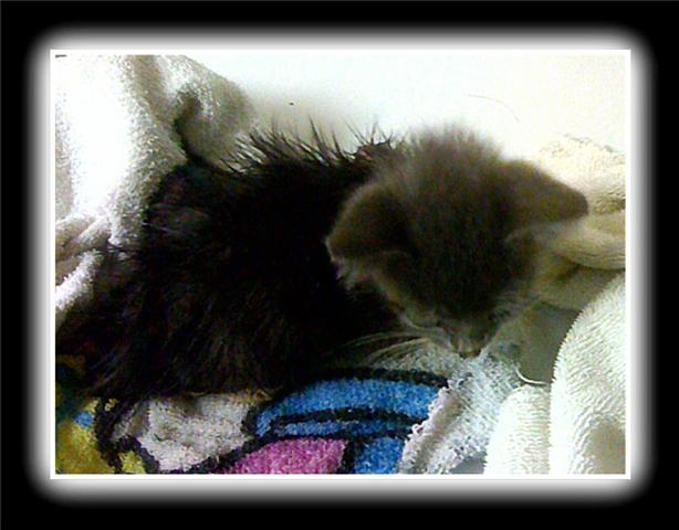 kitten gets her first bath, still wet