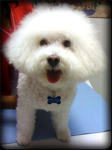 bichon frise