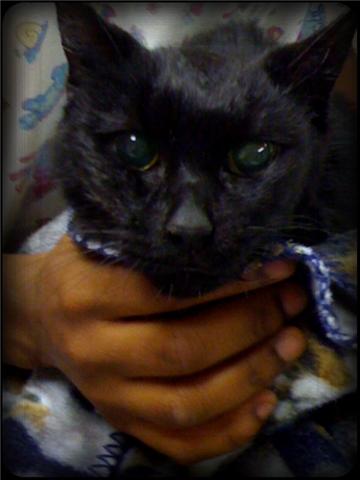 Correct Position to hold a cat before syringe feeding