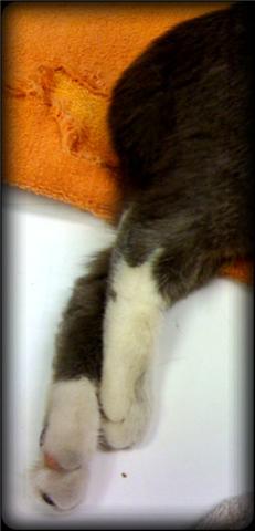 kitten in pain holds pegs unnaturally