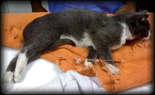 kitten in pain