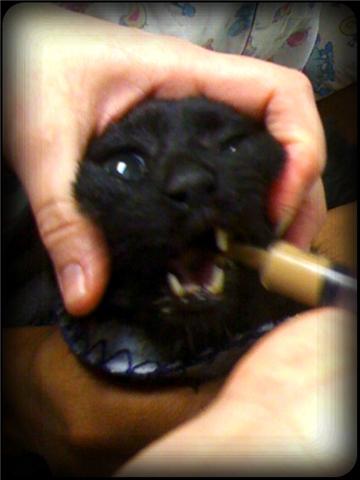 Syringe Feeding a Cat With Proper Hand Positioning