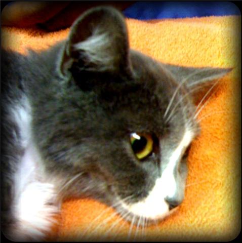 6-month old kitten in pain after fracturing pelvis
