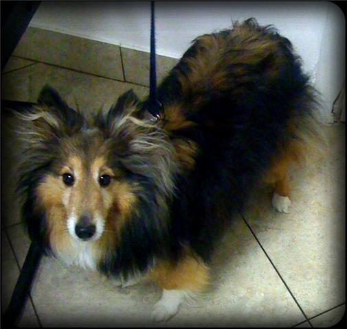 shetland sheepdog looks up at the camera