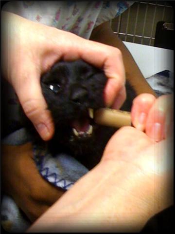 Detached Retinas and Sudden Blindness in a Hypertensive Cat