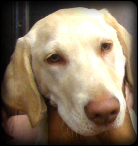 yellow labrador retriever puppy