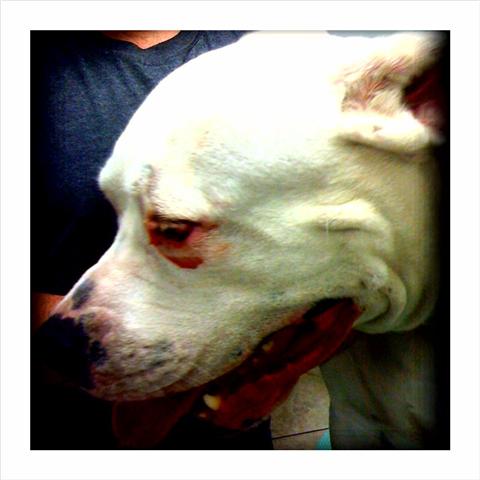 American Bulldog Eye Bleeding from Tumor on Eyelid