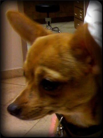 chihuahua profile Short hair reddish brown Chihuahua looks worried in the vet office