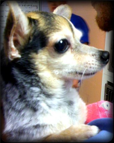 Stately old chihuahua with tan face and grey around his neck ruff