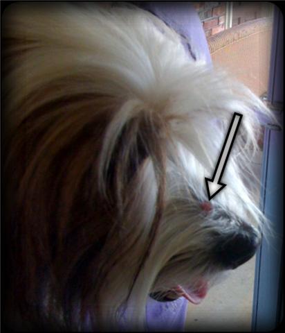 Tibetan Terrier Pink Bump on Nose