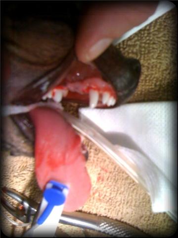 normal appearing permanent maxillary canine tooth in a puppy after deciduous tooth extraction After retained tooth removal, the remaining canine looks healthy!