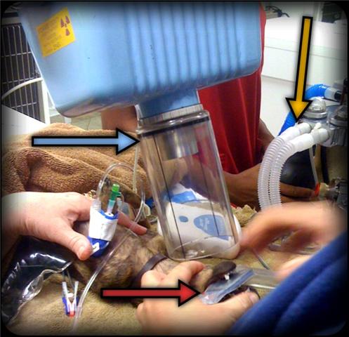 dentistry in process the x-ray tube, digital plate, and anesthesia machine surround this chihuahua