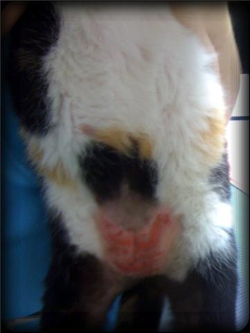 at the bottom on the abdomen, between the hind legs, a bald, sticky, red rash oozes on this cat's abdomen