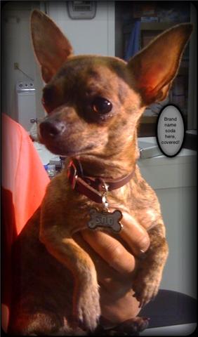 chihuahua after his baby tooth surgery Handsome Brindle Chihuahua looks around the treatment room after his surgery