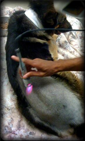 A red guidance beam shows where the invisible energy wavelengths are being guided to heal this injured dog's back muscles.